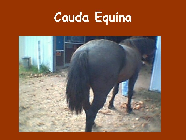 Cauda Equina 