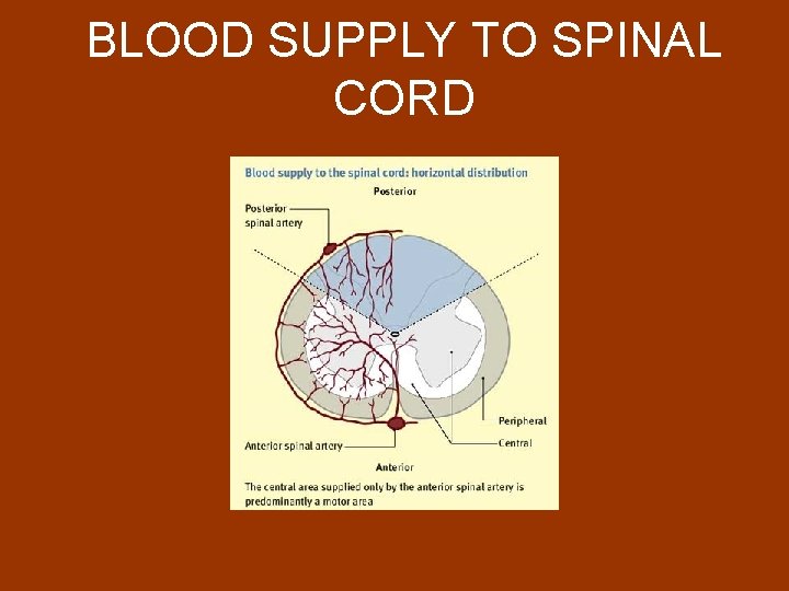 BLOOD SUPPLY TO SPINAL CORD 