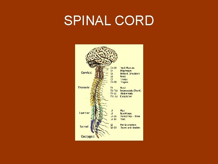 SPINAL CORD 