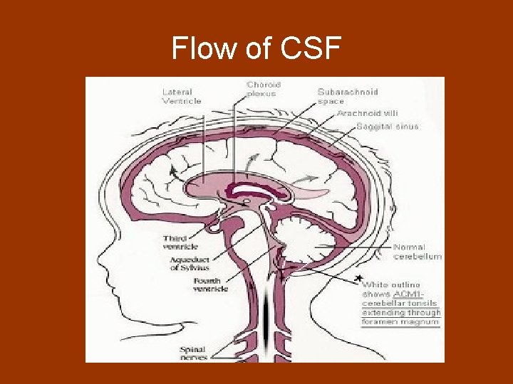 Flow of CSF 