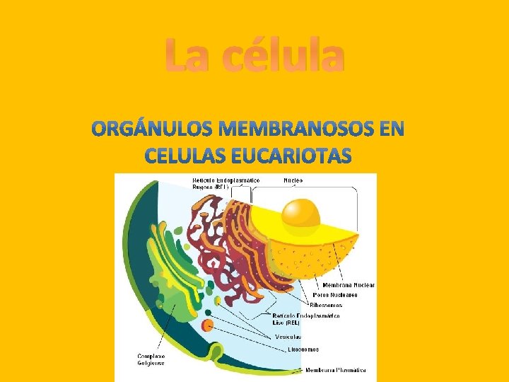La célula La célula