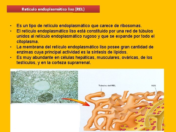 Retículo endoplasmático liso (REL) • • Es un tipo de retículo endoplasmático que carece Retículo endoplasmático liso (REL) • • Es un tipo de retículo endoplasmático que carece