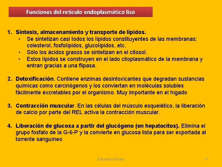 Funciones del retículo endoplasmático liso 1. Síntesis, almacenamiento y transporte de lípidos. • Se Funciones del retículo endoplasmático liso 1. Síntesis, almacenamiento y transporte de lípidos. • Se