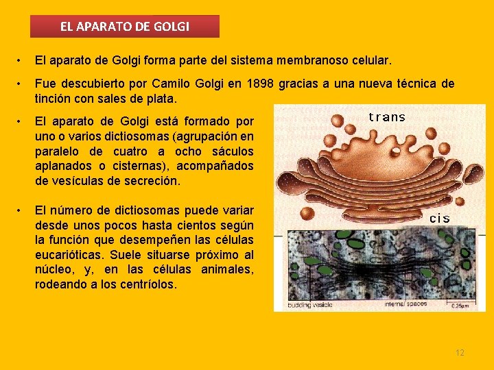 EL APARATO DE GOLGI • El aparato de Golgi forma parte del sistema membranoso EL APARATO DE GOLGI • El aparato de Golgi forma parte del sistema membranoso
