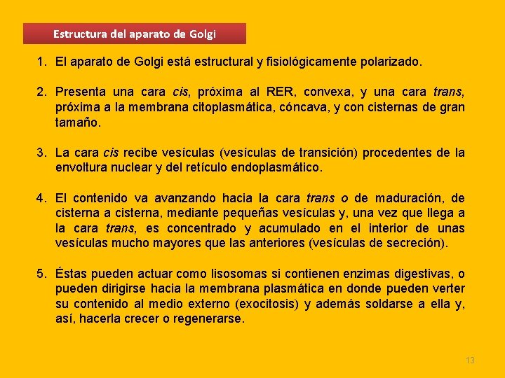 Estructura del aparato de Golgi 1. El aparato de Golgi está estructural y fisiológicamente Estructura del aparato de Golgi 1. El aparato de Golgi está estructural y fisiológicamente