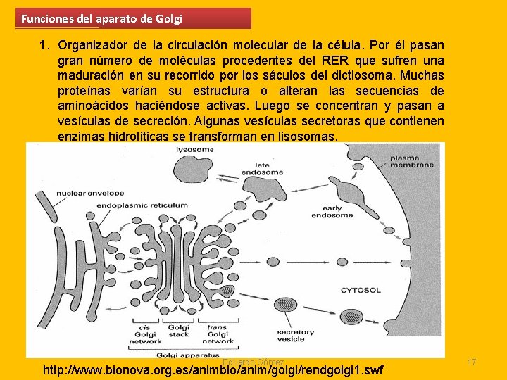 Funciones del aparato de Golgi 1. Organizador de la circulación molecular de la célula. Funciones del aparato de Golgi 1. Organizador de la circulación molecular de la célula.