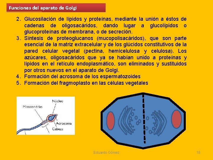 Funciones del aparato de Golgi 2. Glucosilación de lípidos y proteínas, mediante la unión Funciones del aparato de Golgi 2. Glucosilación de lípidos y proteínas, mediante la unión