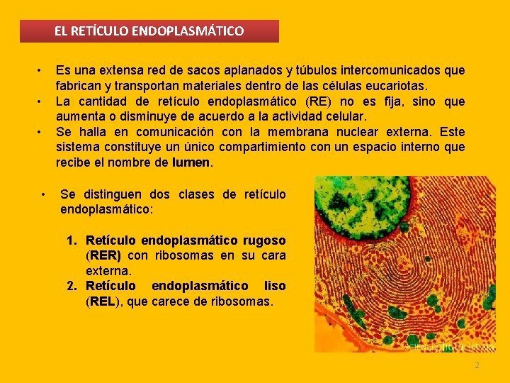EL RETÍCULO ENDOPLASMÁTICO • • Es una extensa red de sacos aplanados y túbulos EL RETÍCULO ENDOPLASMÁTICO • • Es una extensa red de sacos aplanados y túbulos