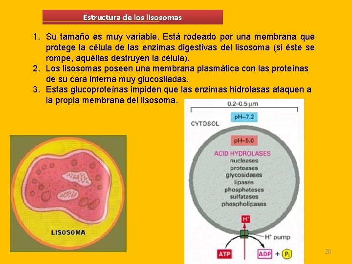 Estructura de los lisosomas 1. Su tamaño es muy variable. Está rodeado por una Estructura de los lisosomas 1. Su tamaño es muy variable. Está rodeado por una