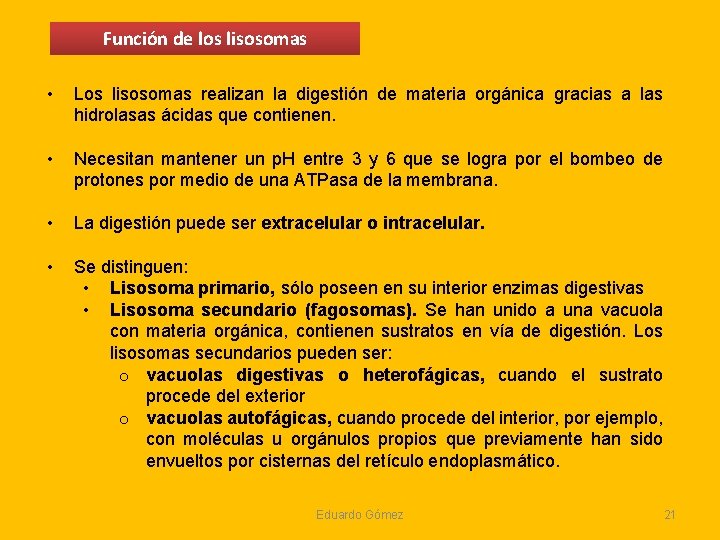 Función de los lisosomas • Los lisosomas realizan la digestión de materia orgánica gracias Función de los lisosomas • Los lisosomas realizan la digestión de materia orgánica gracias