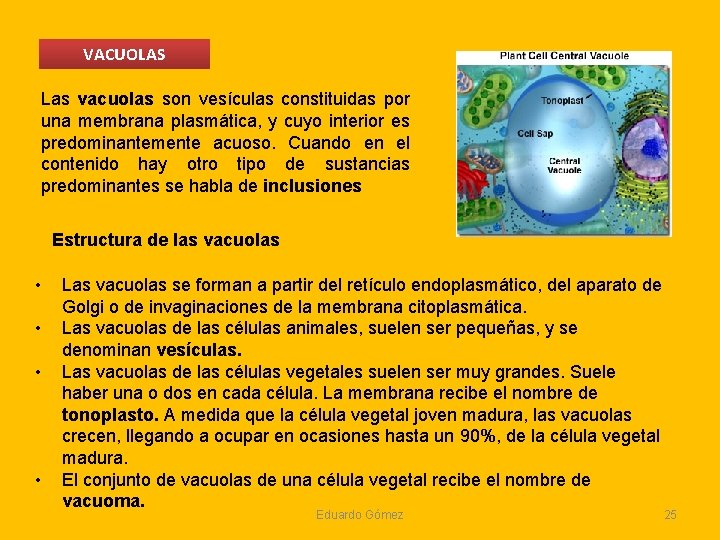 VACUOLAS Las vacuolas son vesículas constituidas por una membrana plasmática, y cuyo interior es VACUOLAS Las vacuolas son vesículas constituidas por una membrana plasmática, y cuyo interior es