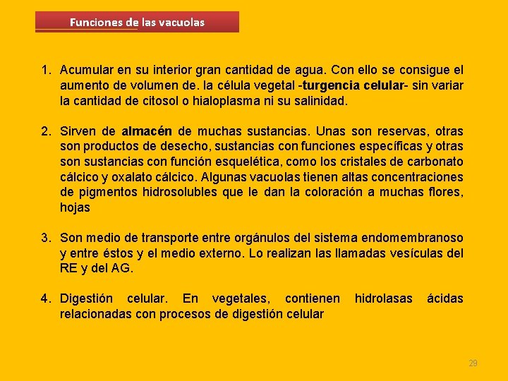 Funciones de las vacuolas 1. Acumular en su interior gran cantidad de agua. Con Funciones de las vacuolas 1. Acumular en su interior gran cantidad de agua. Con