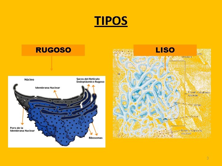 TIPOS RUGOSO LISO 3 TIPOS RUGOSO LISO 3