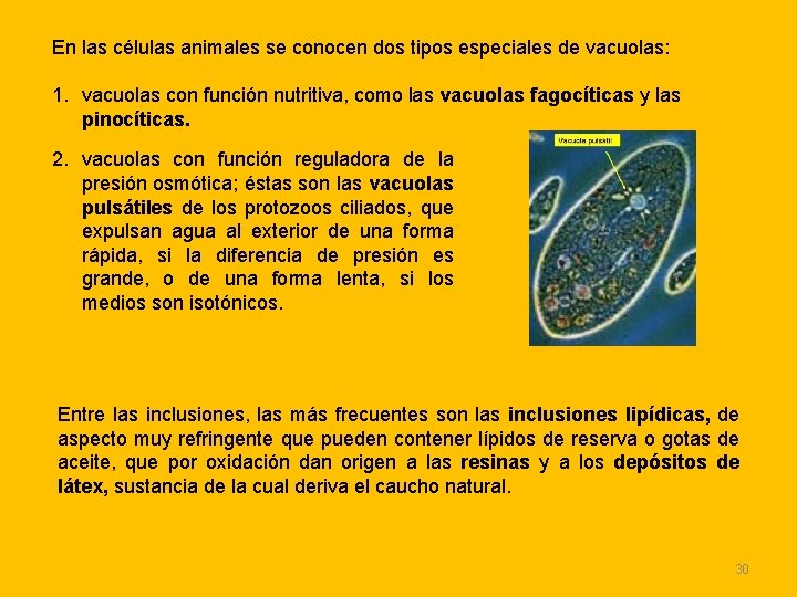En las células animales se conocen dos tipos especiales de vacuolas: 1. vacuolas con En las células animales se conocen dos tipos especiales de vacuolas: 1. vacuolas con