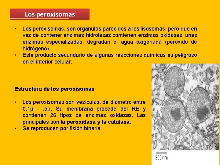 Los peroxisomas • • Los peroxisomas, son orgánulos parecidos a los lisosomas, pero que Los peroxisomas • • Los peroxisomas, son orgánulos parecidos a los lisosomas, pero que