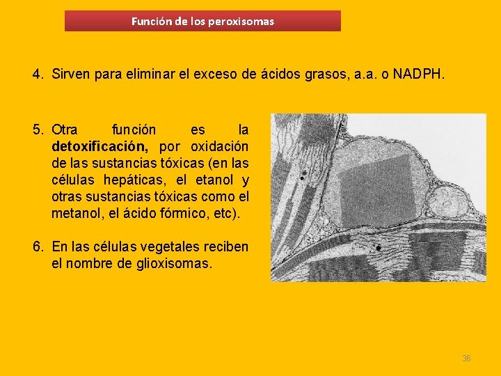 Función de los peroxisomas 4. Sirven para eliminar el exceso de ácidos grasos, a. Función de los peroxisomas 4. Sirven para eliminar el exceso de ácidos grasos, a.