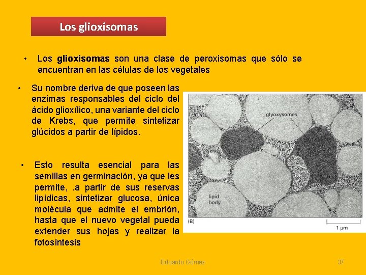 Los glioxisomas • • • Los glioxisomas son una clase de peroxisomas que sólo Los glioxisomas • • • Los glioxisomas son una clase de peroxisomas que sólo
