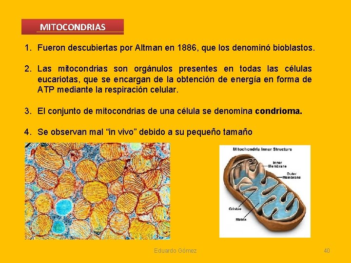 MITOCONDRIAS 1. Fueron descubiertas por Altman en 1886, que los denominó bioblastos. 2. Las MITOCONDRIAS 1. Fueron descubiertas por Altman en 1886, que los denominó bioblastos. 2. Las