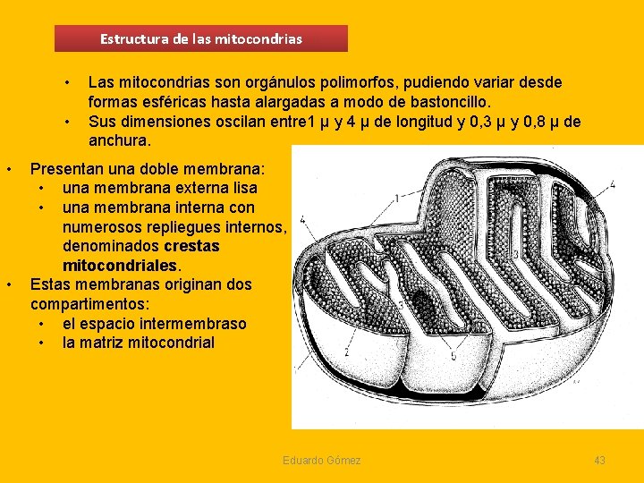 Estructura de las mitocondrias • • Las mitocondrias son orgánulos polimorfos, pudiendo variar desde Estructura de las mitocondrias • • Las mitocondrias son orgánulos polimorfos, pudiendo variar desde