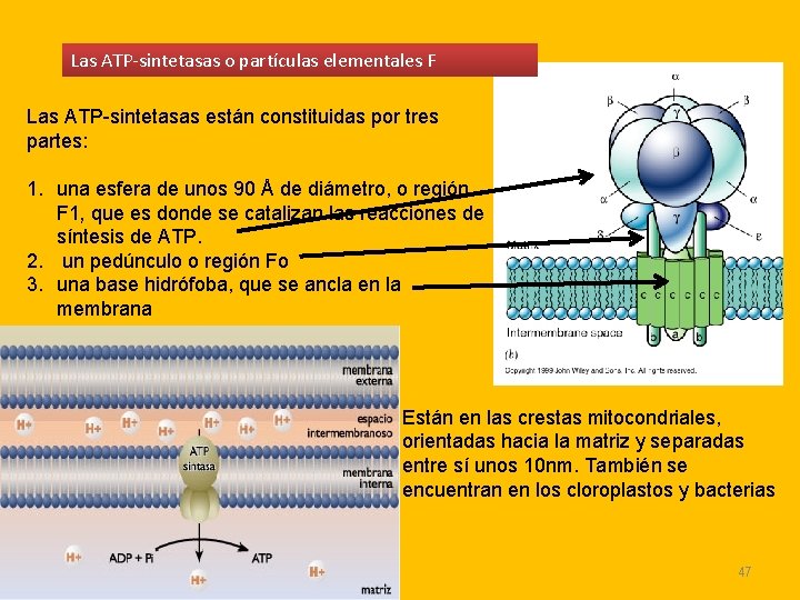 Las ATP-sintetasas o partículas elementales F Las ATP-sintetasas están constituidas por tres partes: 1. Las ATP-sintetasas o partículas elementales F Las ATP-sintetasas están constituidas por tres partes: 1.