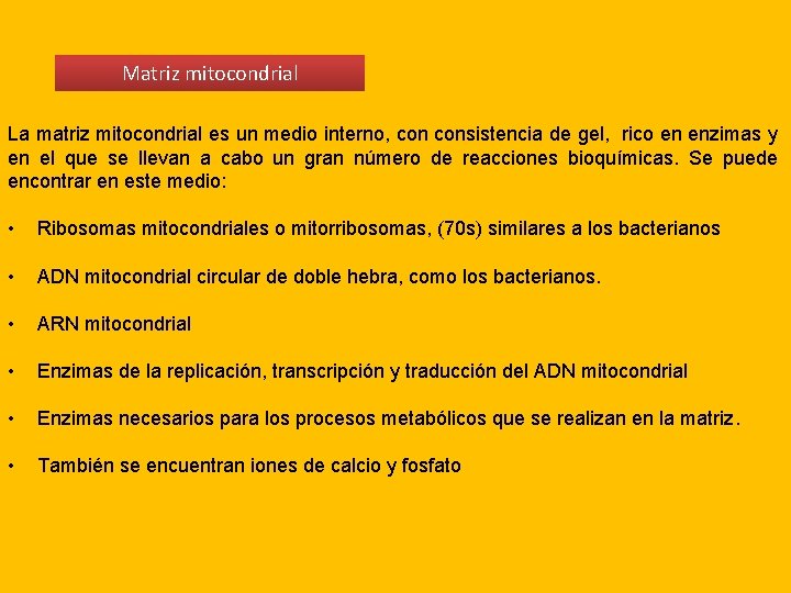 Matriz mitocondrial La matriz mitocondrial es un medio interno, consistencia de gel, rico en Matriz mitocondrial La matriz mitocondrial es un medio interno, consistencia de gel, rico en