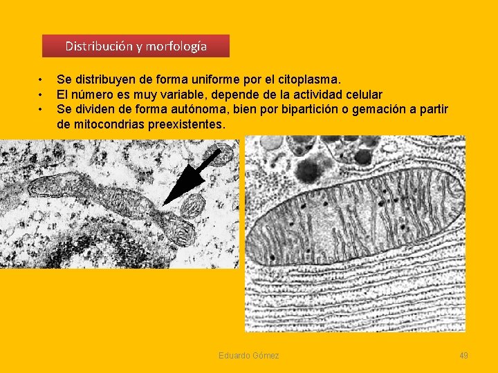 Distribución y morfología • • • Se distribuyen de forma uniforme por el citoplasma. Distribución y morfología • • • Se distribuyen de forma uniforme por el citoplasma.
