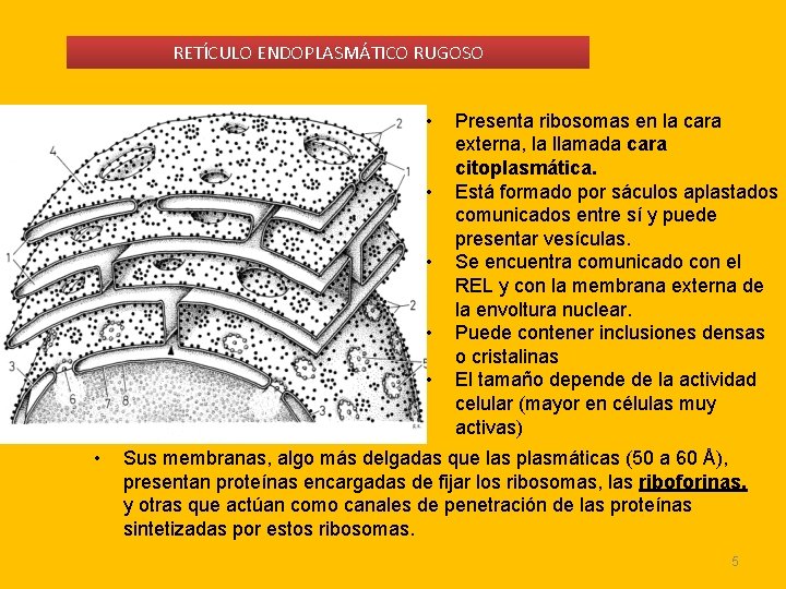 RETÍCULO ENDOPLASMÁTICO RUGOSO • • • Presenta ribosomas en la cara externa, la llamada RETÍCULO ENDOPLASMÁTICO RUGOSO • • • Presenta ribosomas en la cara externa, la llamada