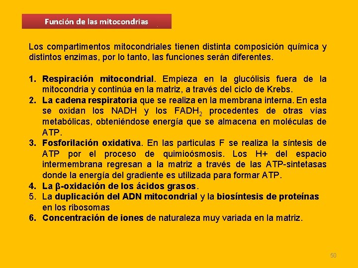 Función de las mitocondrias Los compartimentos mitocondriales tienen distinta composición química y distintos enzimas, Función de las mitocondrias Los compartimentos mitocondriales tienen distinta composición química y distintos enzimas,