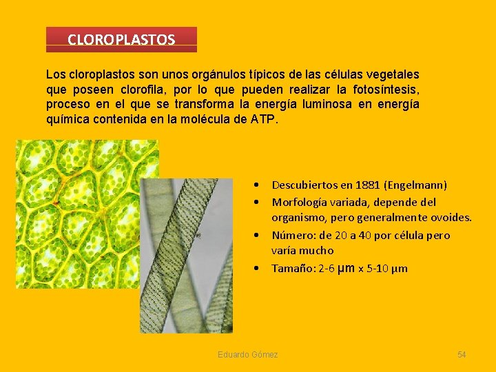 CLOROPLASTOS Los cloroplastos son unos orgánulos típicos de las células vegetales que poseen clorofila, CLOROPLASTOS Los cloroplastos son unos orgánulos típicos de las células vegetales que poseen clorofila,