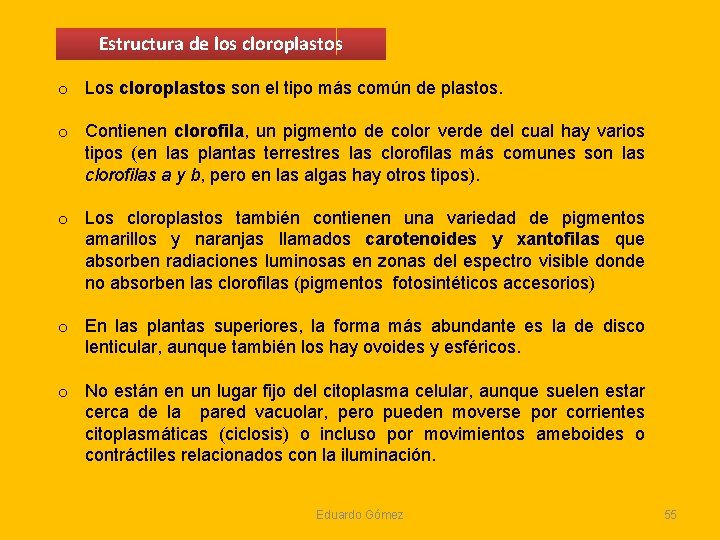 Estructura de los cloroplastos o Los cloroplastos son el tipo más común de plastos. Estructura de los cloroplastos o Los cloroplastos son el tipo más común de plastos.