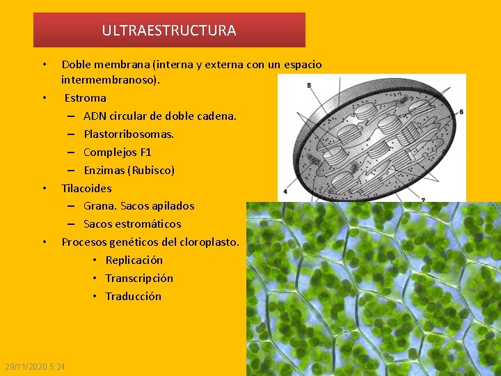 ULTRAESTRUCTURA • • Doble membrana (interna y externa con un espacio intermembranoso). Estroma – ULTRAESTRUCTURA • • Doble membrana (interna y externa con un espacio intermembranoso). Estroma –
