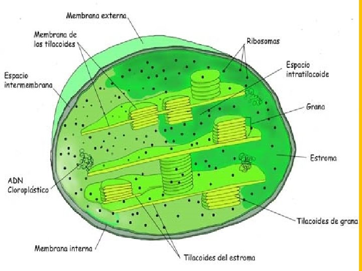 Anatomía y Fisiología Humanas - HISTOLOGÍA Anatomía y Fisiología Humanas - HISTOLOGÍA