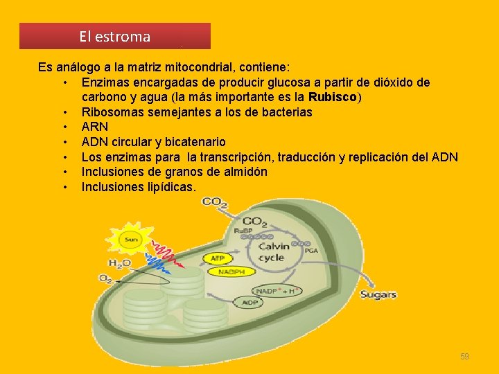 El estroma Es análogo a la matriz mitocondrial, contiene: • Enzimas encargadas de producir El estroma Es análogo a la matriz mitocondrial, contiene: • Enzimas encargadas de producir