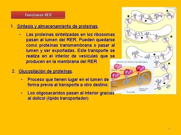 Funciones RER 1. Síntesis y almacenamiento de proteínas. • Las proteínas sintetizadas en los Funciones RER 1. Síntesis y almacenamiento de proteínas. • Las proteínas sintetizadas en los