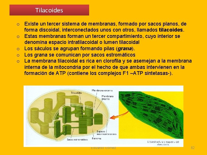 Tilacoides o Existe un tercer sistema de membranas, formado por sacos planos, de forma Tilacoides o Existe un tercer sistema de membranas, formado por sacos planos, de forma