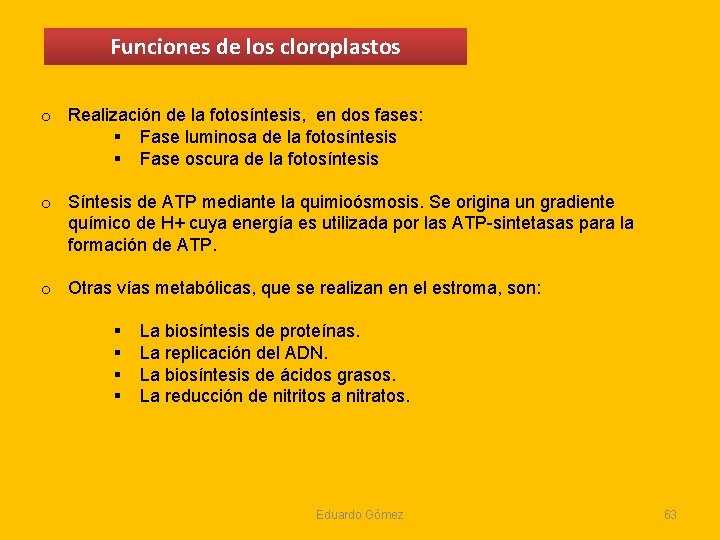 Funciones de los cloroplastos o Realización de la fotosíntesis, en dos fases: § Fase Funciones de los cloroplastos o Realización de la fotosíntesis, en dos fases: § Fase
