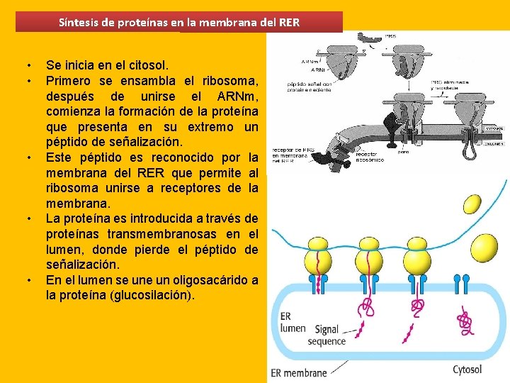Síntesis de proteínas en la membrana del RER • • • Se inicia en Síntesis de proteínas en la membrana del RER • • • Se inicia en