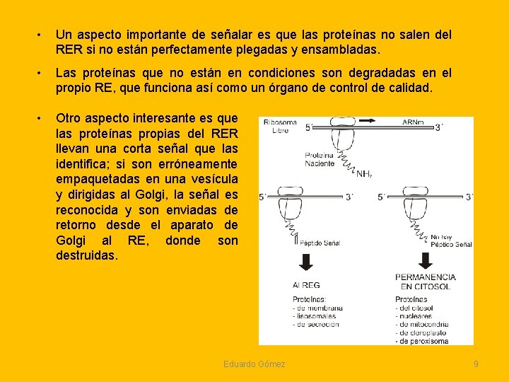 • Un aspecto importante de señalar es que las proteínas no salen del • Un aspecto importante de señalar es que las proteínas no salen del