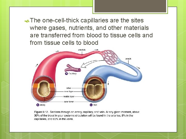 The one-cell-thick capillaries are the sites where gases, nutrients, and other materials are