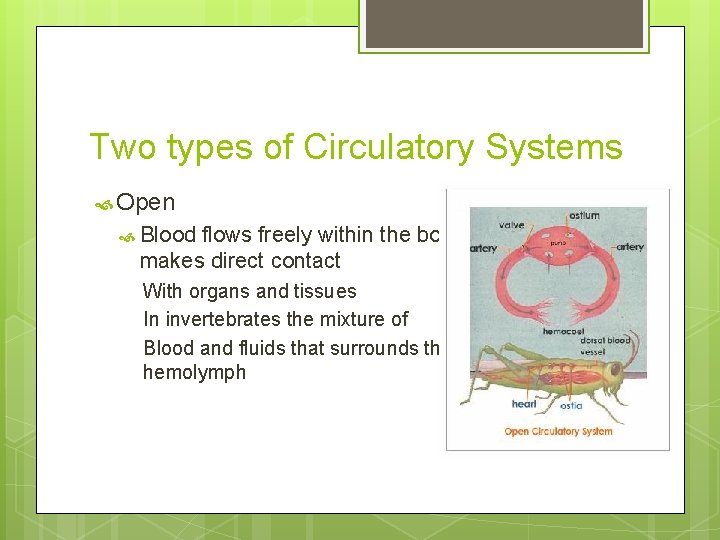 Two types of Circulatory Systems Open Blood flows freely within the body cavity and
