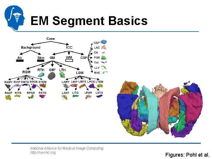 EM Segment Basics National Alliance for Medical Image Computing http: //na-mic. org Figures: Pohl