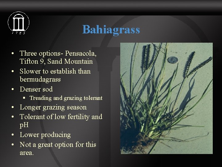 Bahiagrass • Three options- Pensacola, Tifton 9, Sand Mountain • Slower to establish than