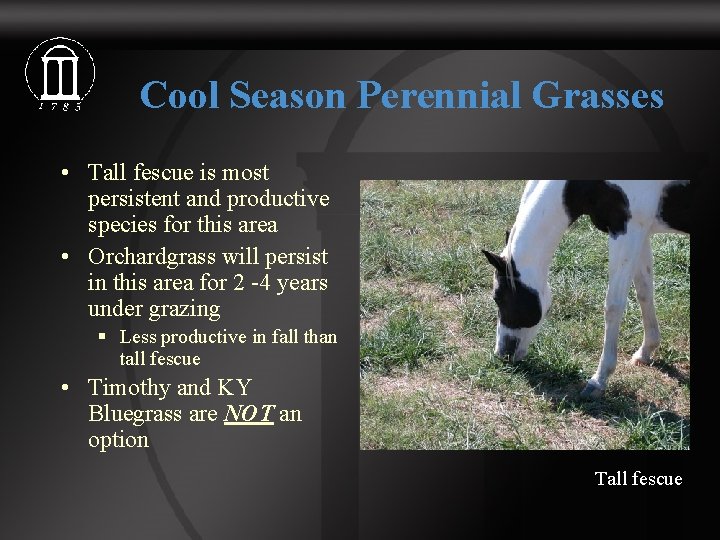 Cool Season Perennial Grasses • Tall fescue is most persistent and productive species for