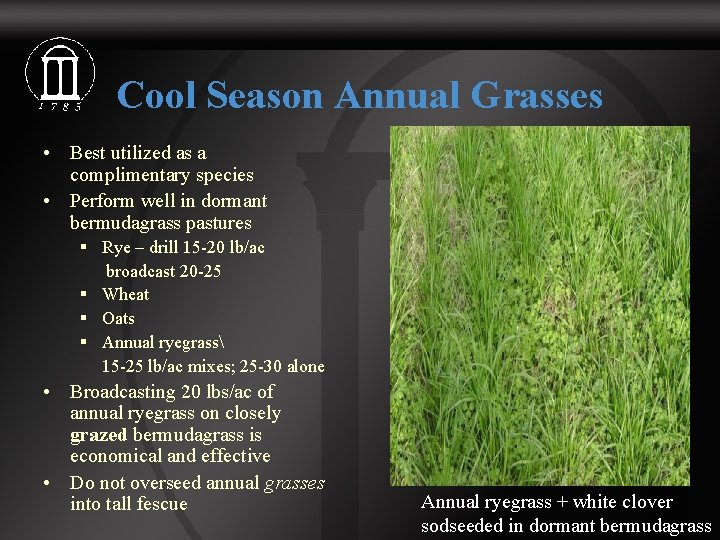 Cool Season Annual Grasses • Best utilized as a complimentary species • Perform well