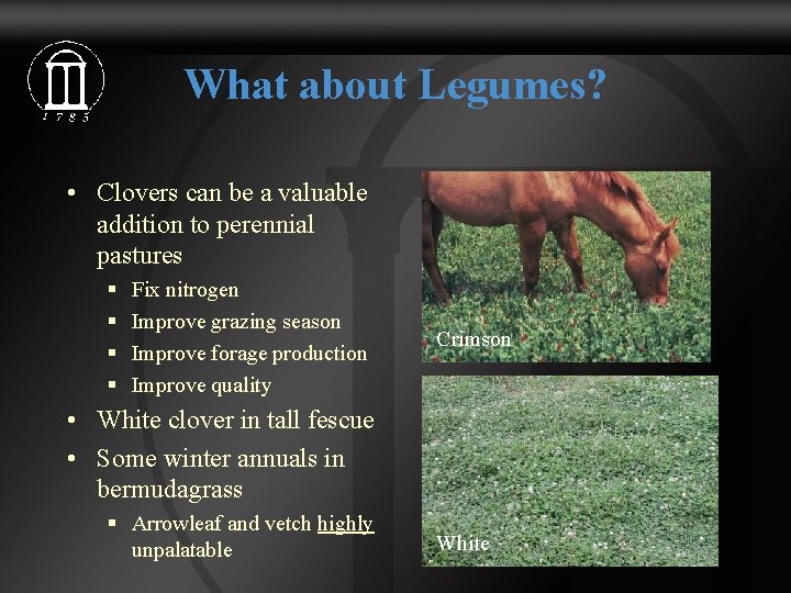 What about Legumes? • Clovers can be a valuable addition to perennial pastures §
