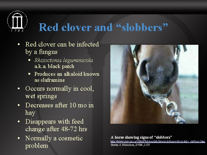 Red clover and “slobbers” • Red clover can be infected by a fungus §