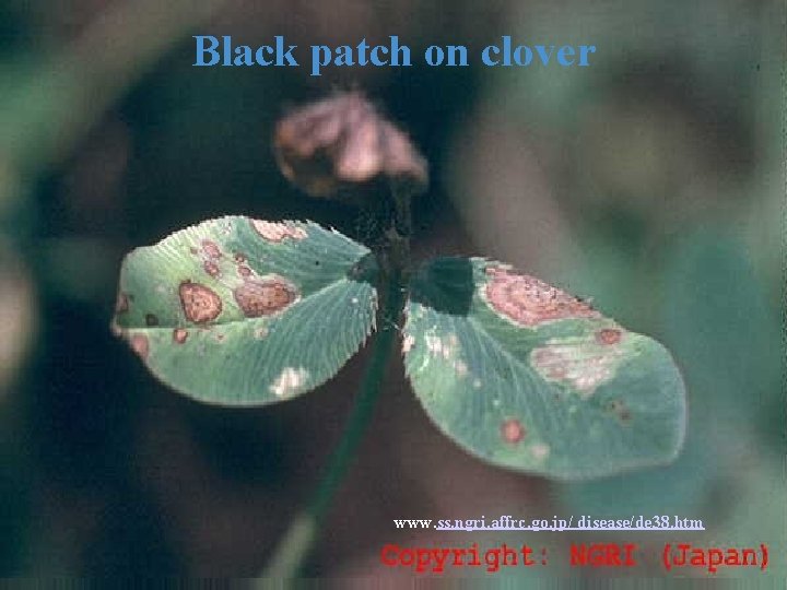 Black patch on clover www. ss. ngri. affrc. go. jp/ disease/de 38. htm 