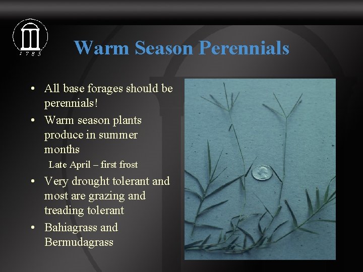 Warm Season Perennials • All base forages should be perennials! • Warm season plants