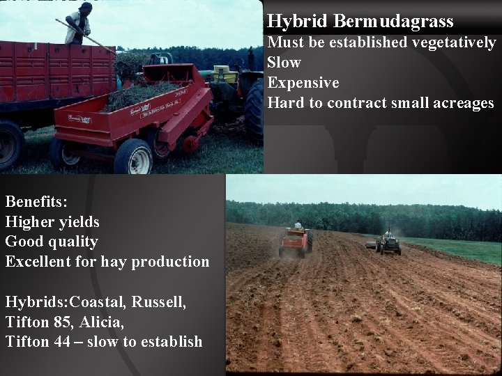 Hybrid Bermudagrass Must be established vegetatively Slow Expensive Hard to contract small acreages Benefits: