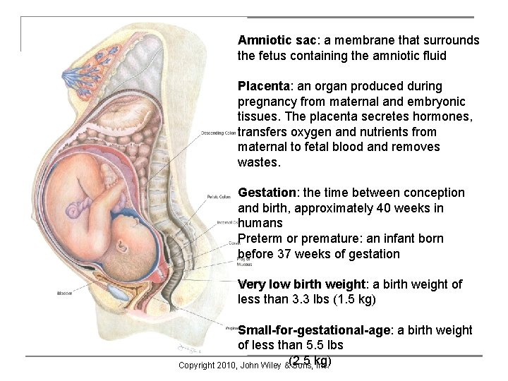Amniotic sac: a membrane that surrounds the fetus containing the amniotic fluid Placenta: an Amniotic sac: a membrane that surrounds the fetus containing the amniotic fluid Placenta: an